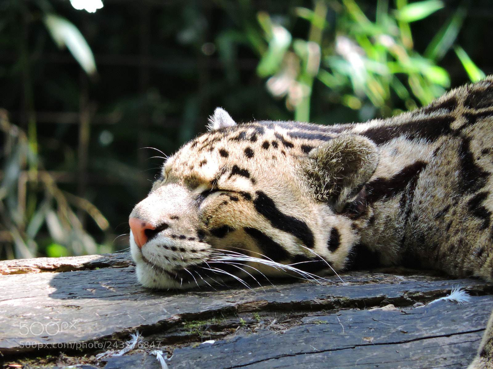Nikon Coolpix P530 sample photo. Leopard photography
