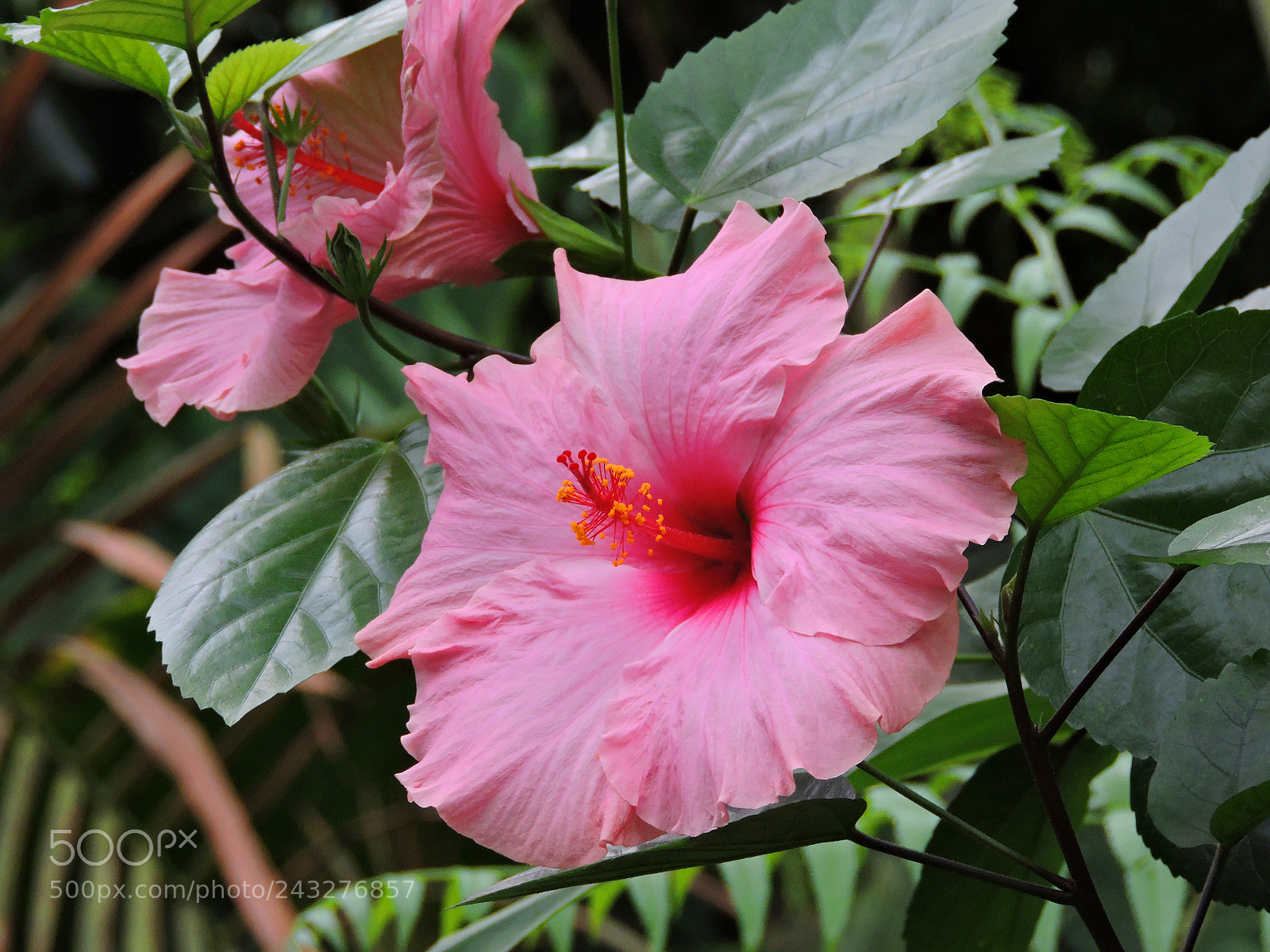 Nikon Coolpix P530 sample photo. Magenta flower photography