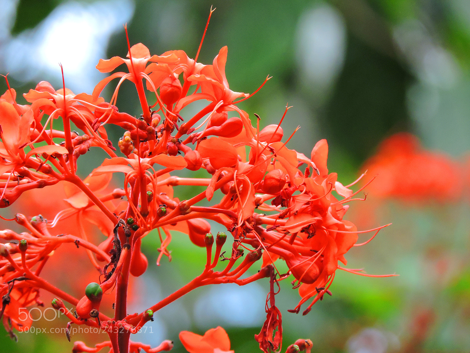 Nikon Coolpix P530 sample photo. Red flower photography