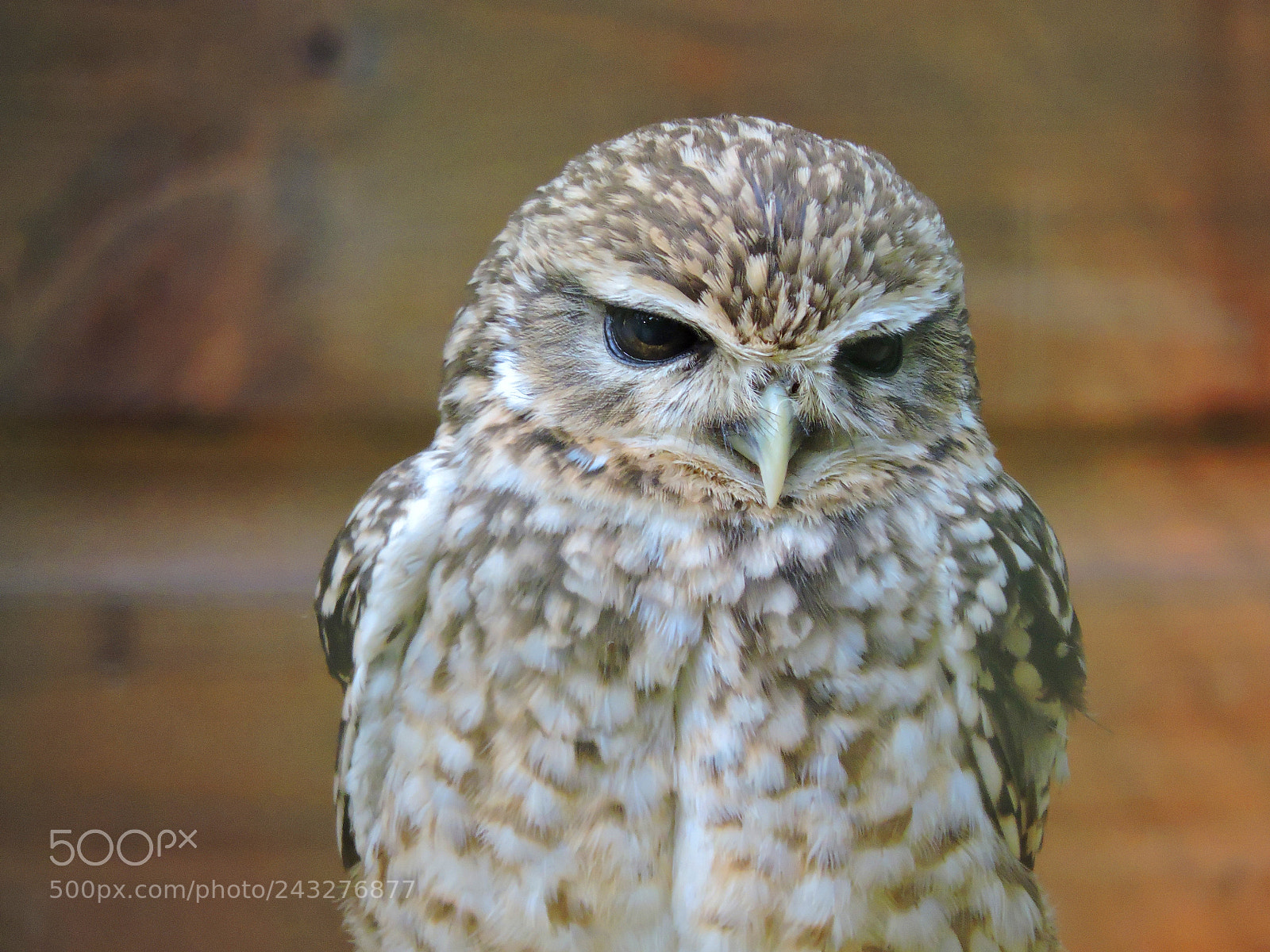 Nikon Coolpix P530 sample photo. Owl photography