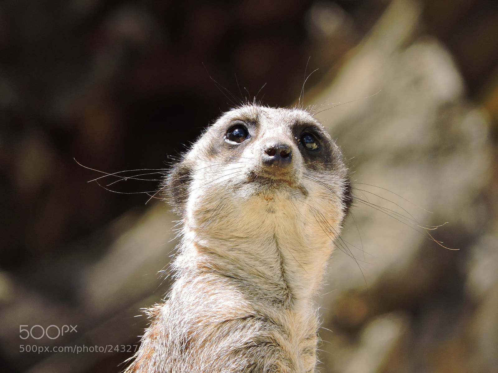 Nikon Coolpix P530 sample photo. Curious meerkat photography
