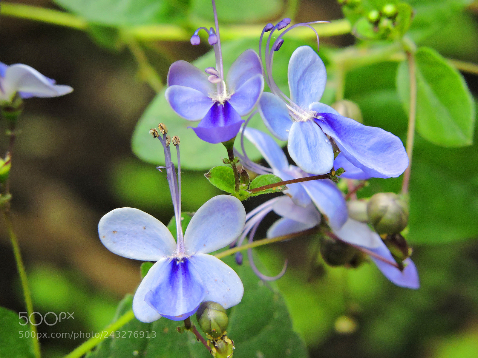 Nikon Coolpix P530 sample photo. Blue flower photography