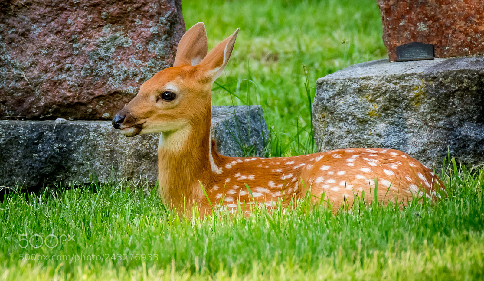 Nikon D7100 sample photo. Saw this baby deer photography