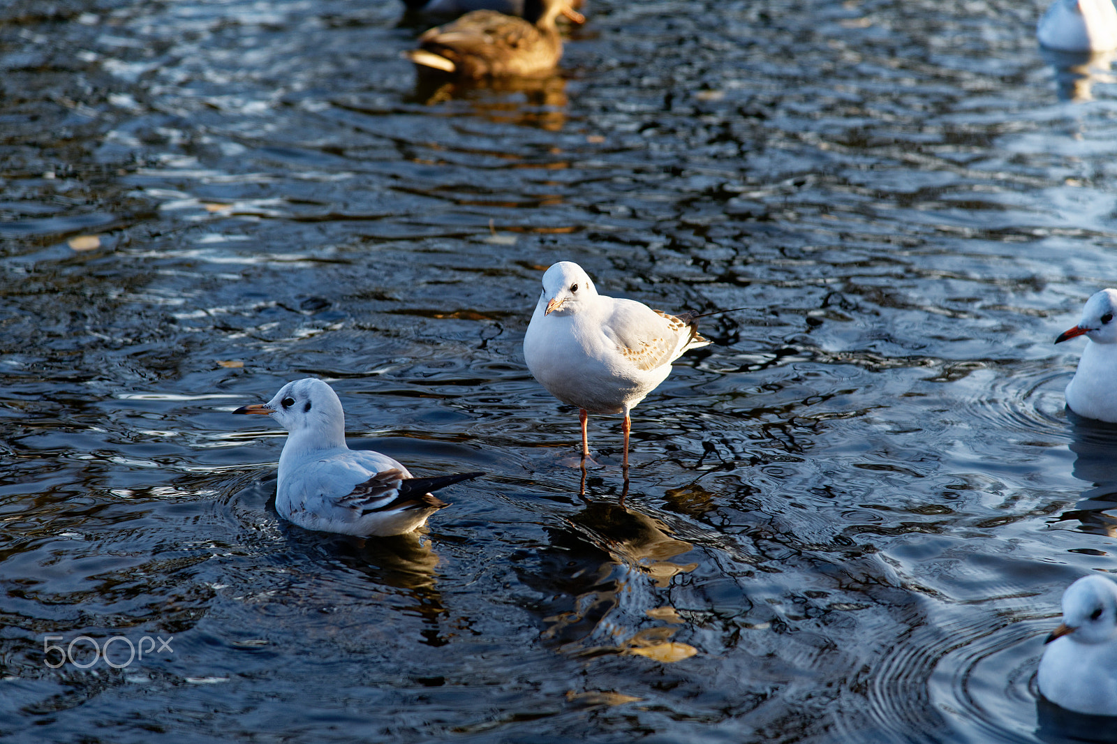 Nikon AF-S Nikkor 24-120mm F4G ED VR sample photo. Nasse füße photography