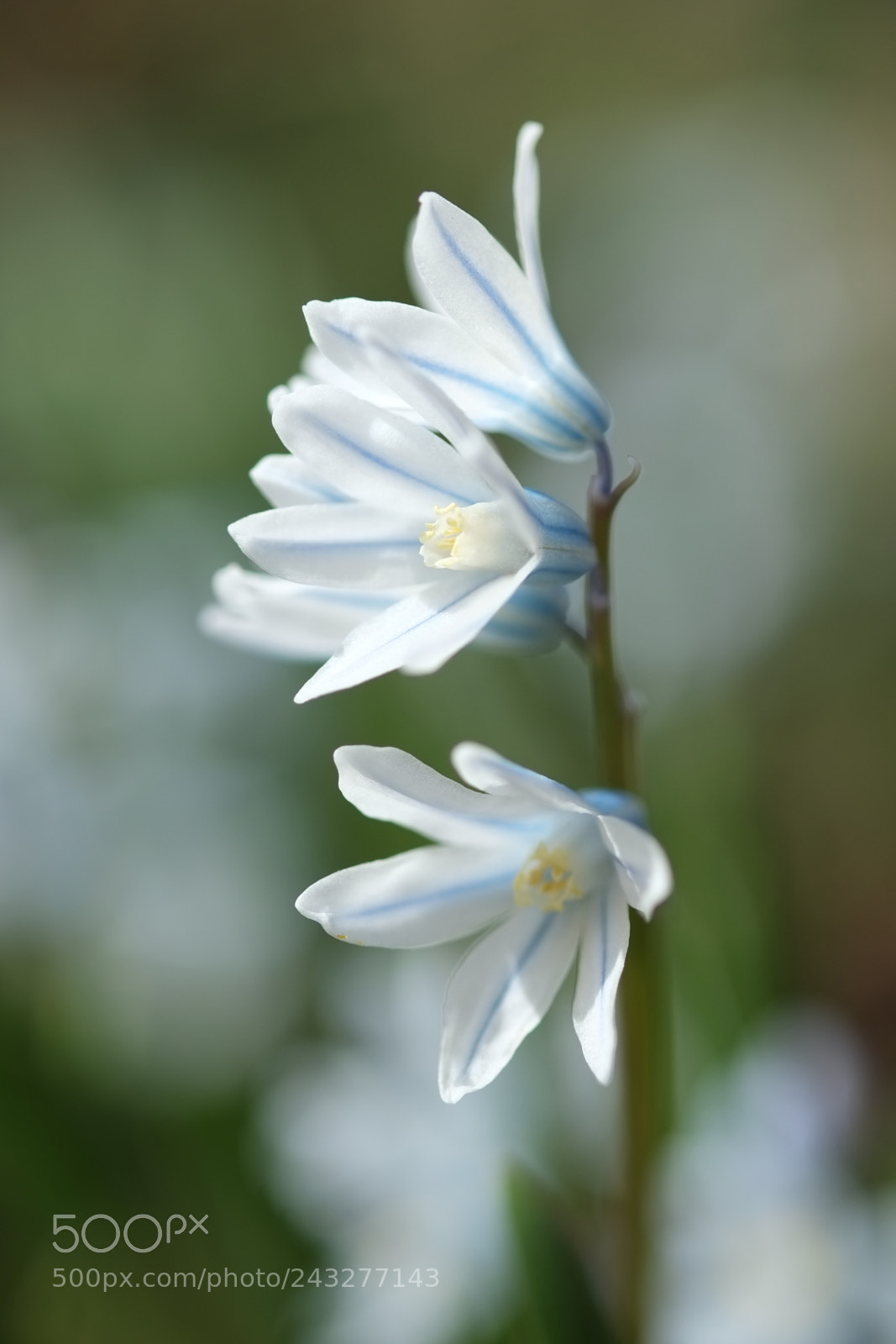 Fujifilm X-E1 sample photo. 02138: gartenhyazinthe, hyacinthus orientalis photography