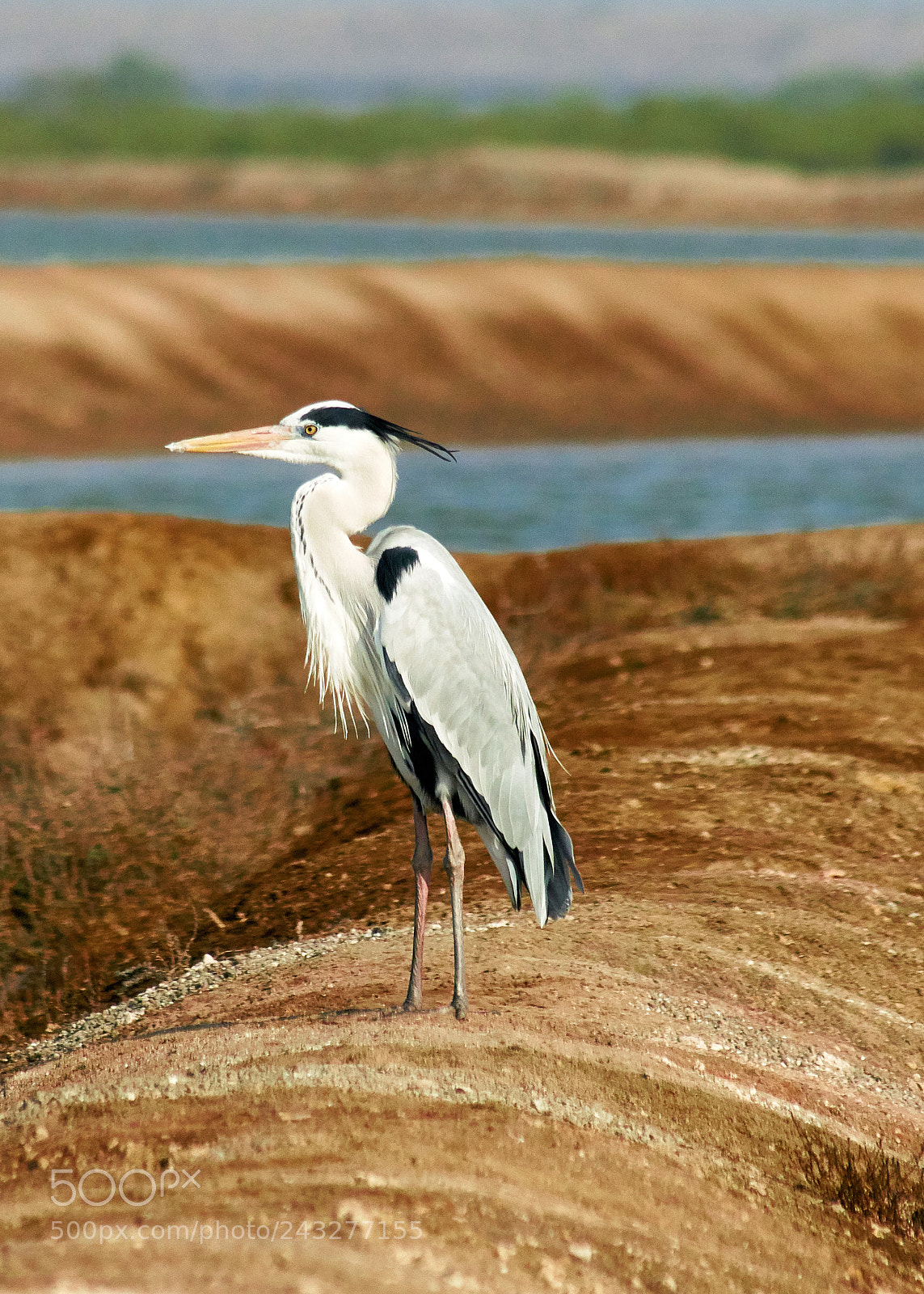 Sony ILCA-77M2 sample photo. Grey heron photography