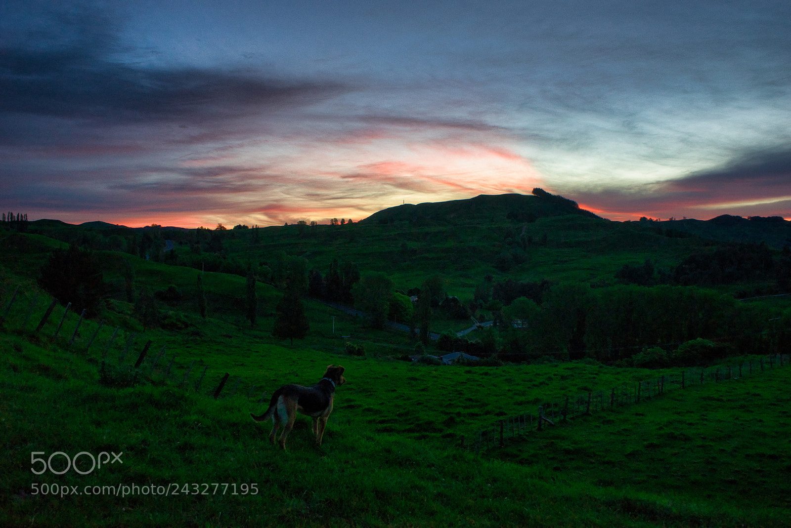 Sony a7 sample photo. Dog in the wild photography