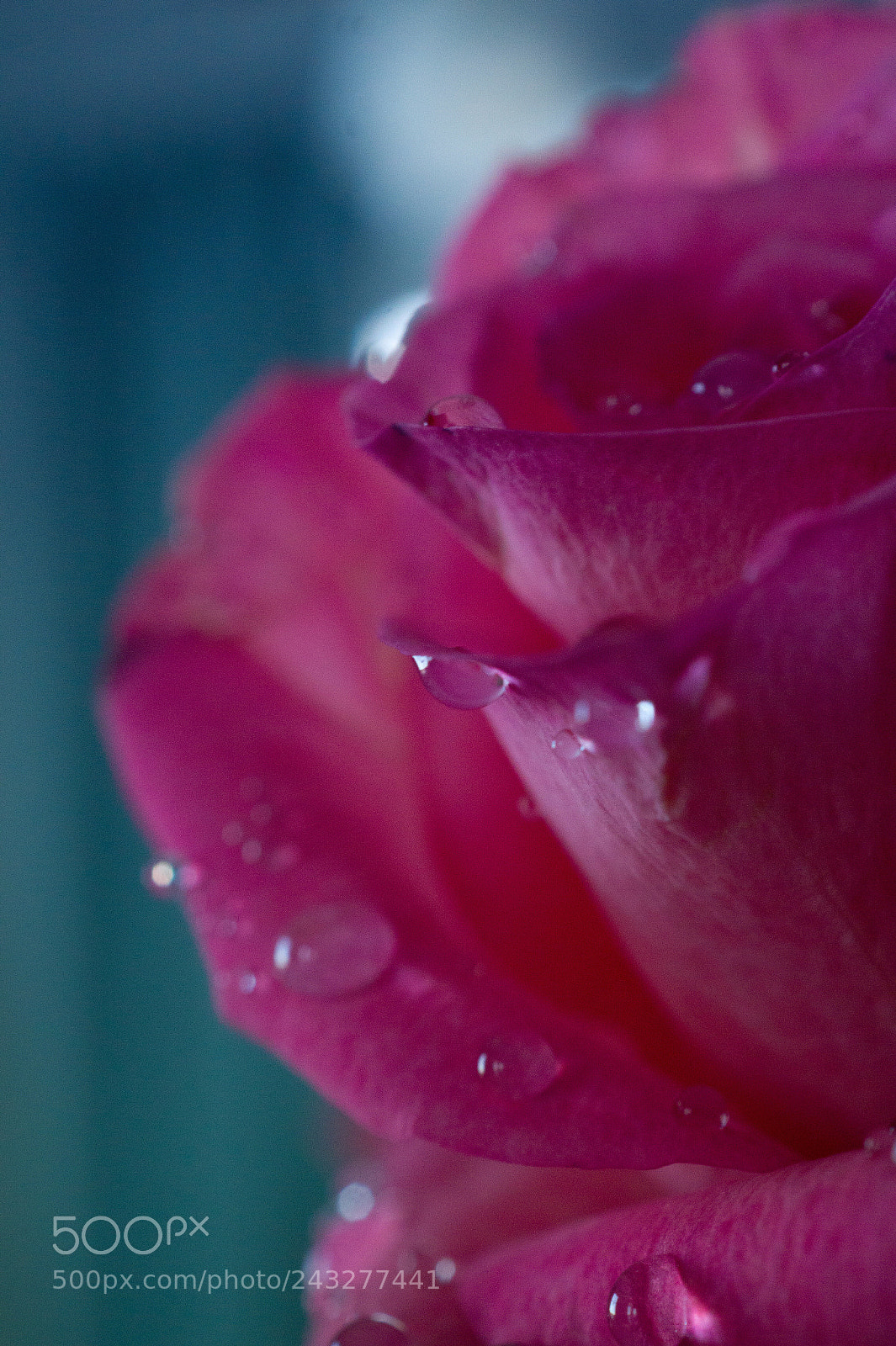 Sony SLT-A58 sample photo. Drops on rose photography