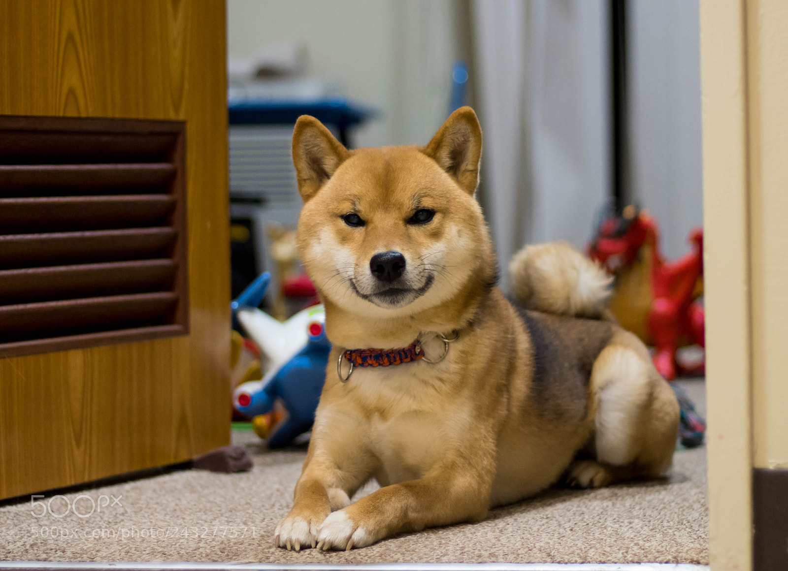 Canon EOS 1300D (EOS Rebel T6 / EOS Kiss X80) sample photo. Yoichi chilling photography