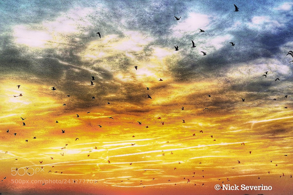 Sony a7R sample photo. Migration photography