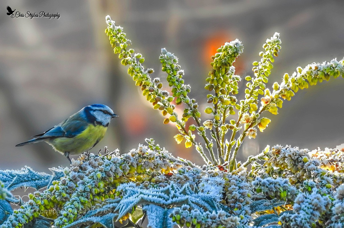 Nikon Coolpix P900 sample photo. Blue tit (pimpelmees) photography