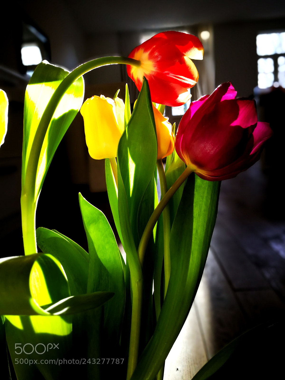 HUAWEI Mate 9 sample photo. Tulip in amsterdam photography