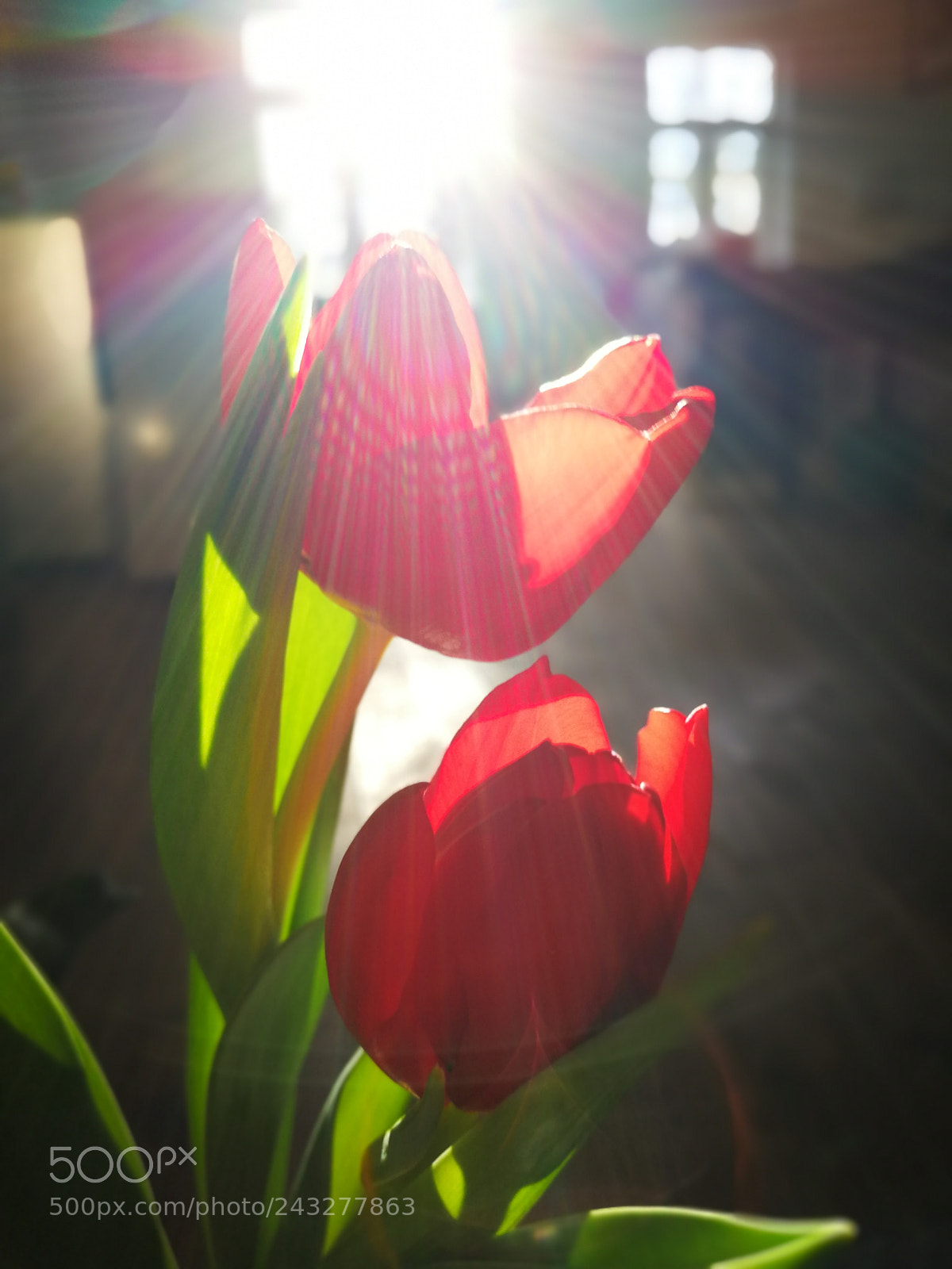 HUAWEI Mate 9 sample photo. Red tulip photography