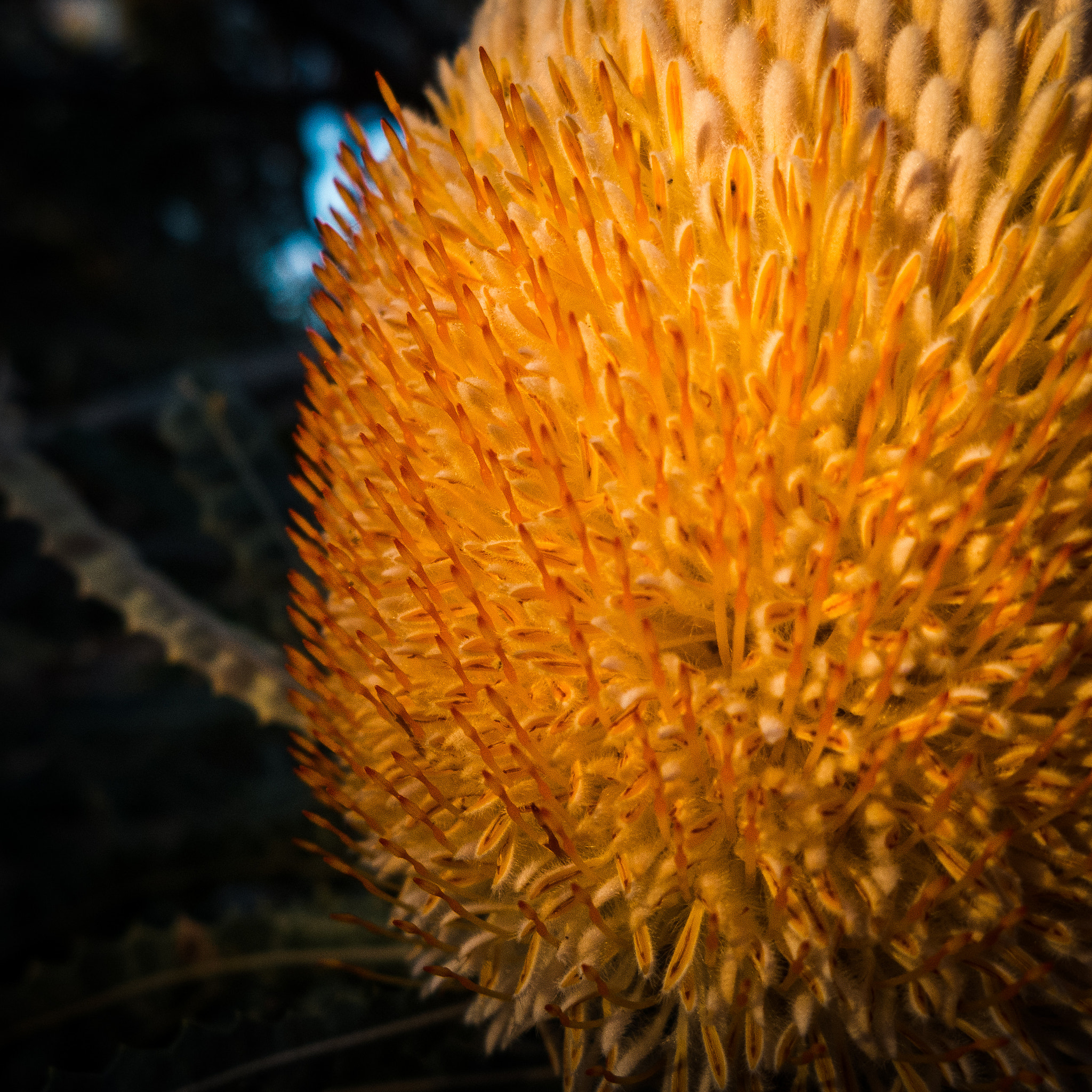 Leica D-Lux 6 sample photo. Protea photography