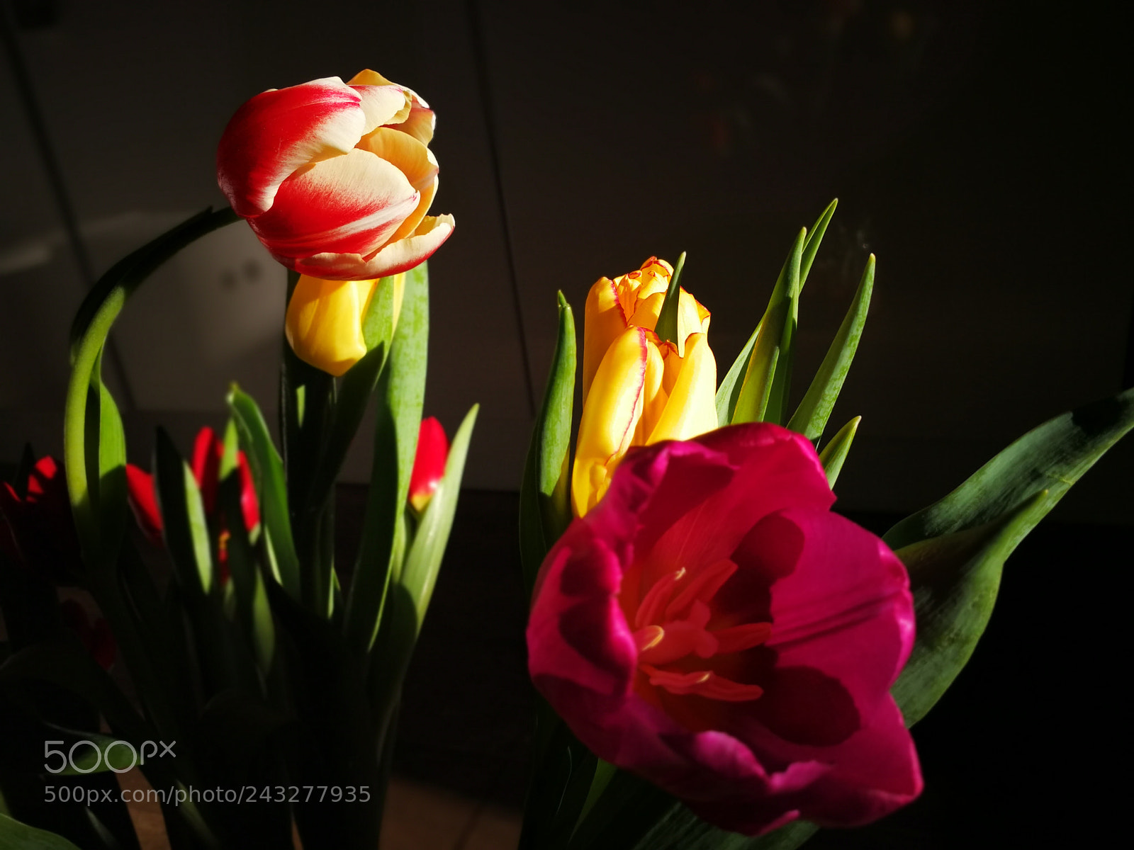 HUAWEI Mate 9 sample photo. Mixed tulip photography