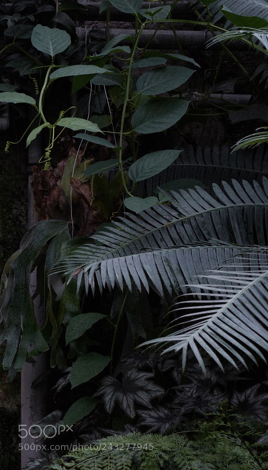 Leica Q (Typ 116) sample photo. Frond photography