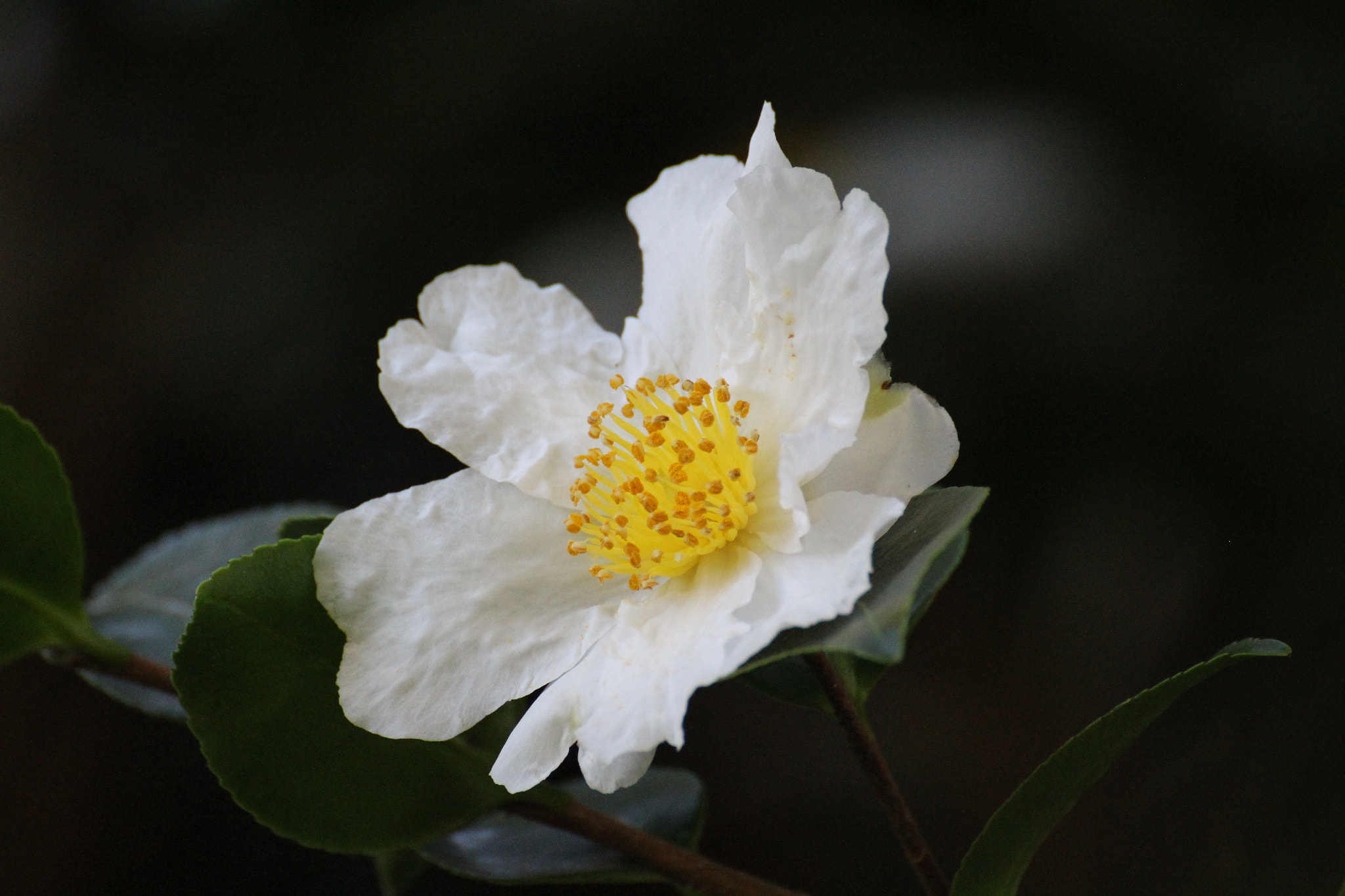 Tamron SP 35mm F1.8 Di VC USD sample photo. Camelia photography