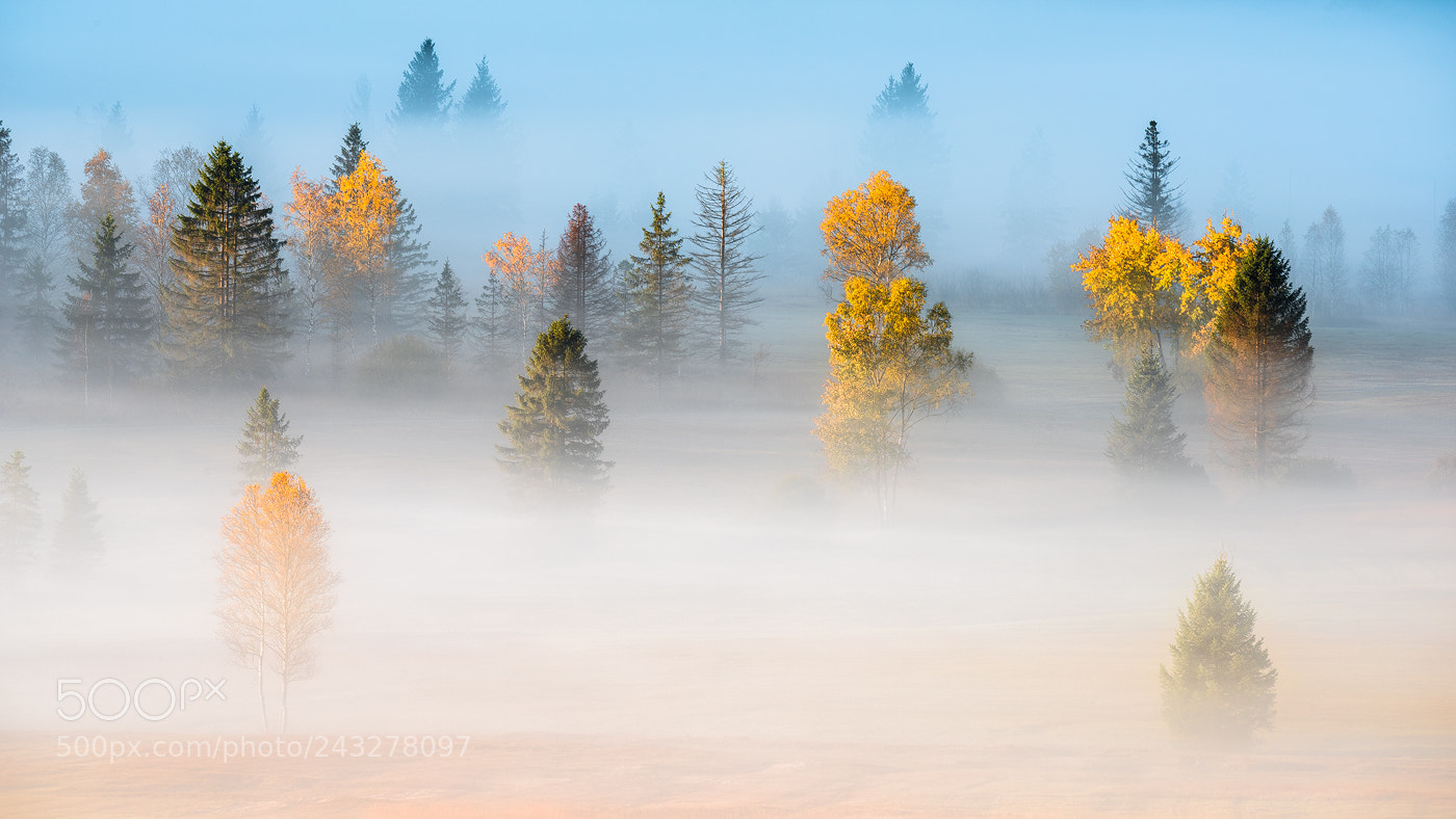 Nikon D810 sample photo. Trees photography