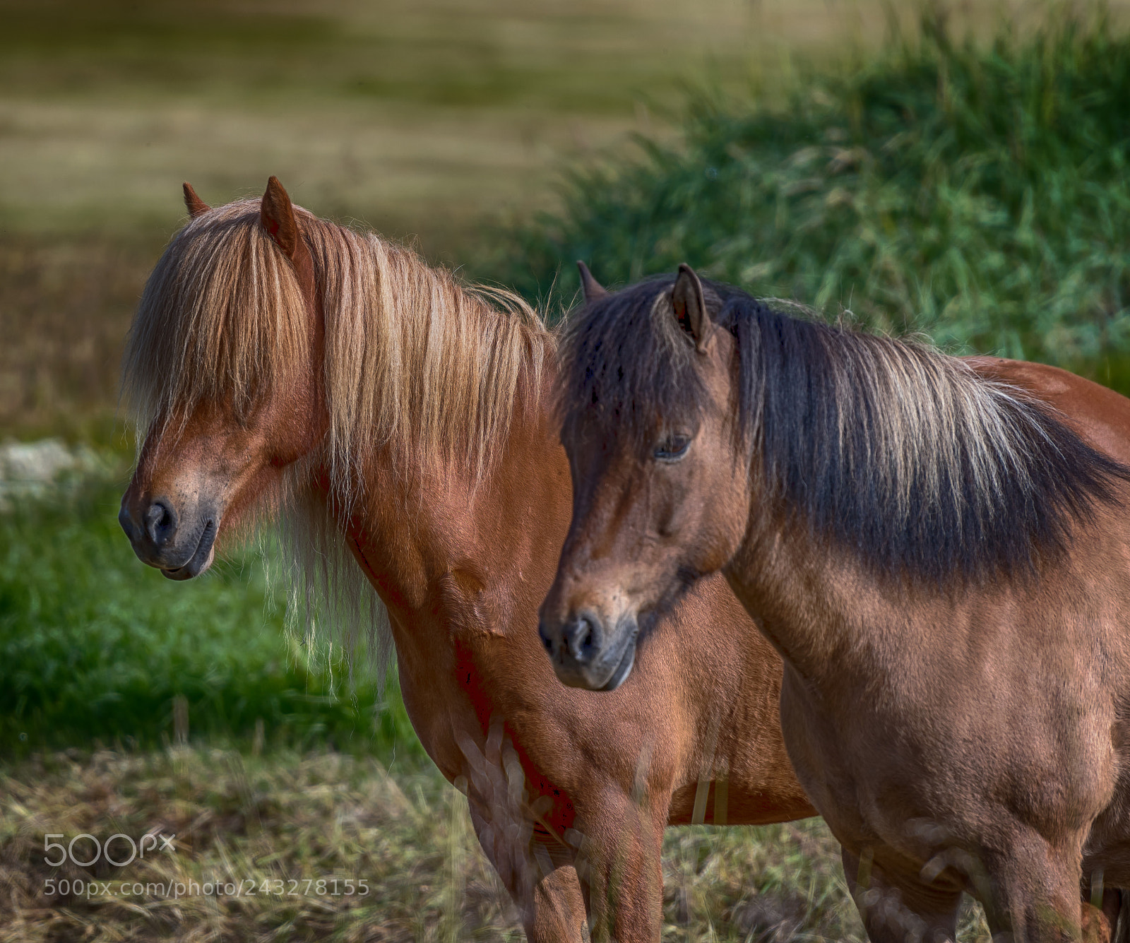 Nikon D500 sample photo. Icelandic horse photography