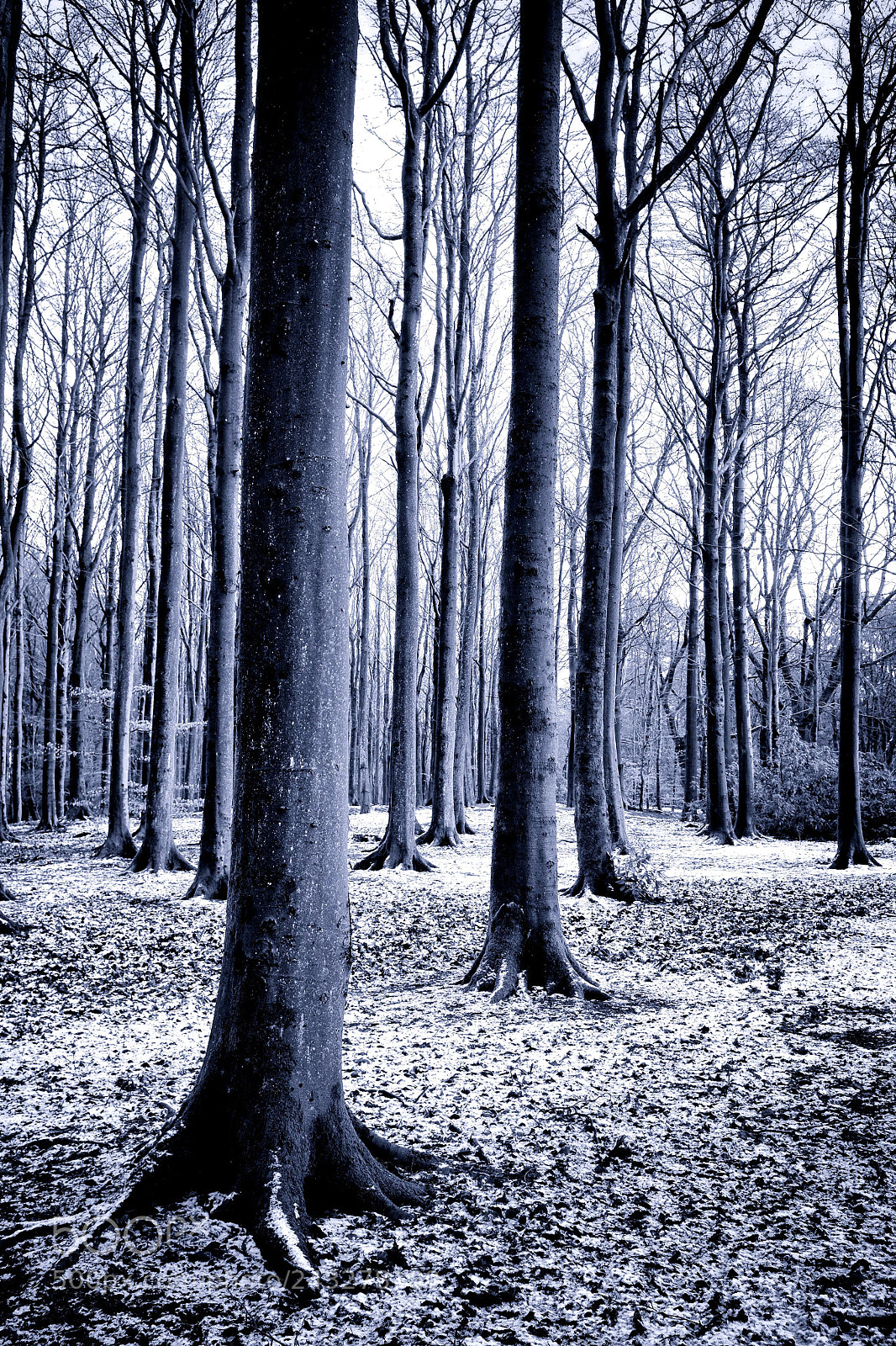 Fujifilm X100S sample photo. Pillars of ice photography