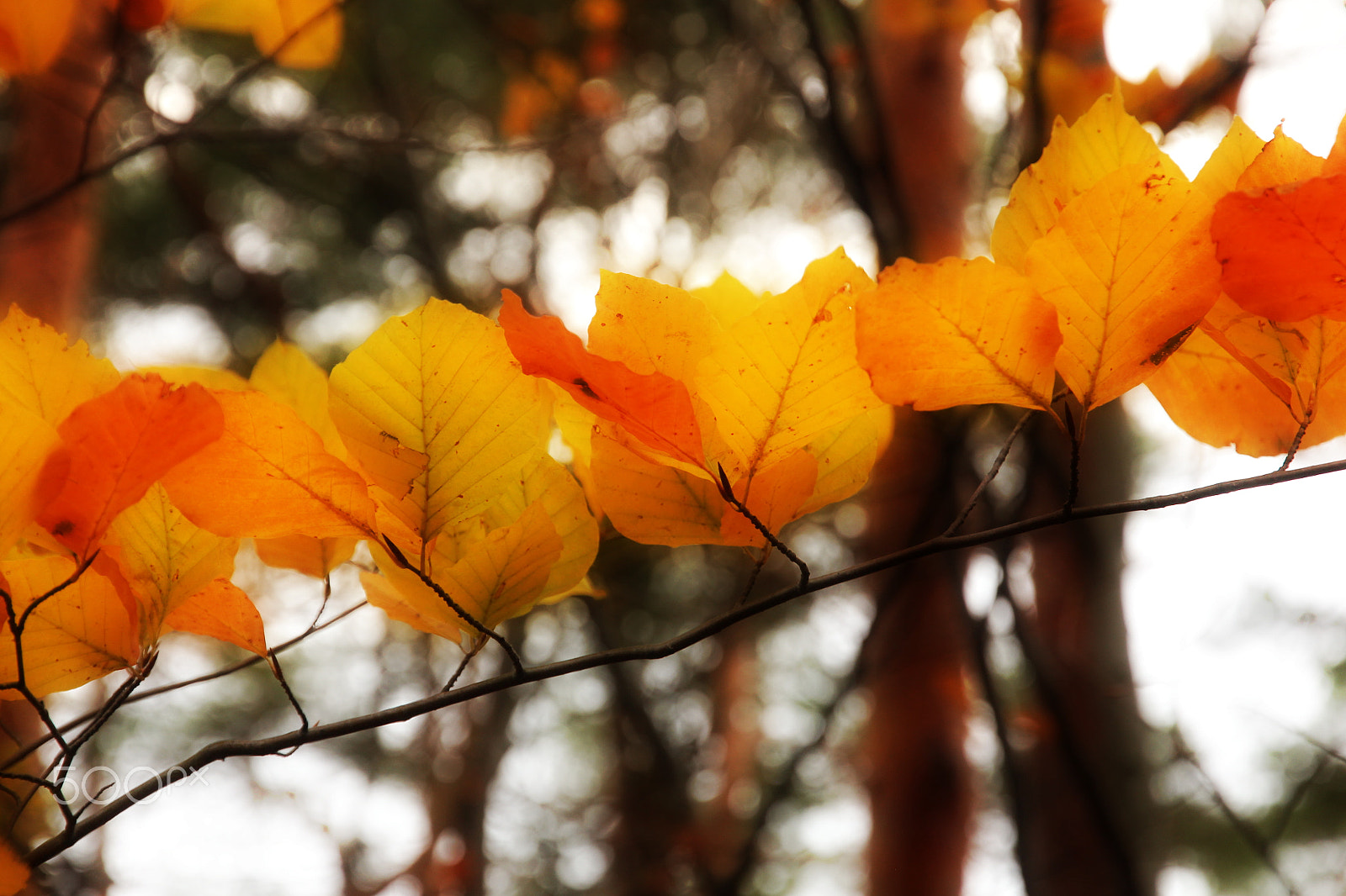 Canon EOS 60D sample photo. Colorful autumn leaves photography