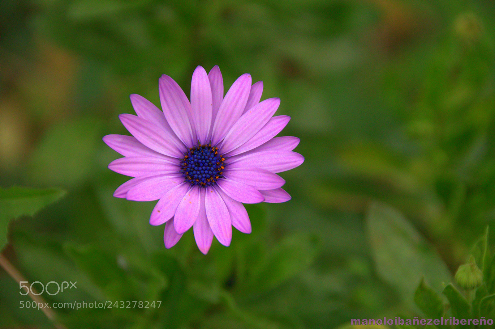 Nikon D90 sample photo. Dfdcf o photography