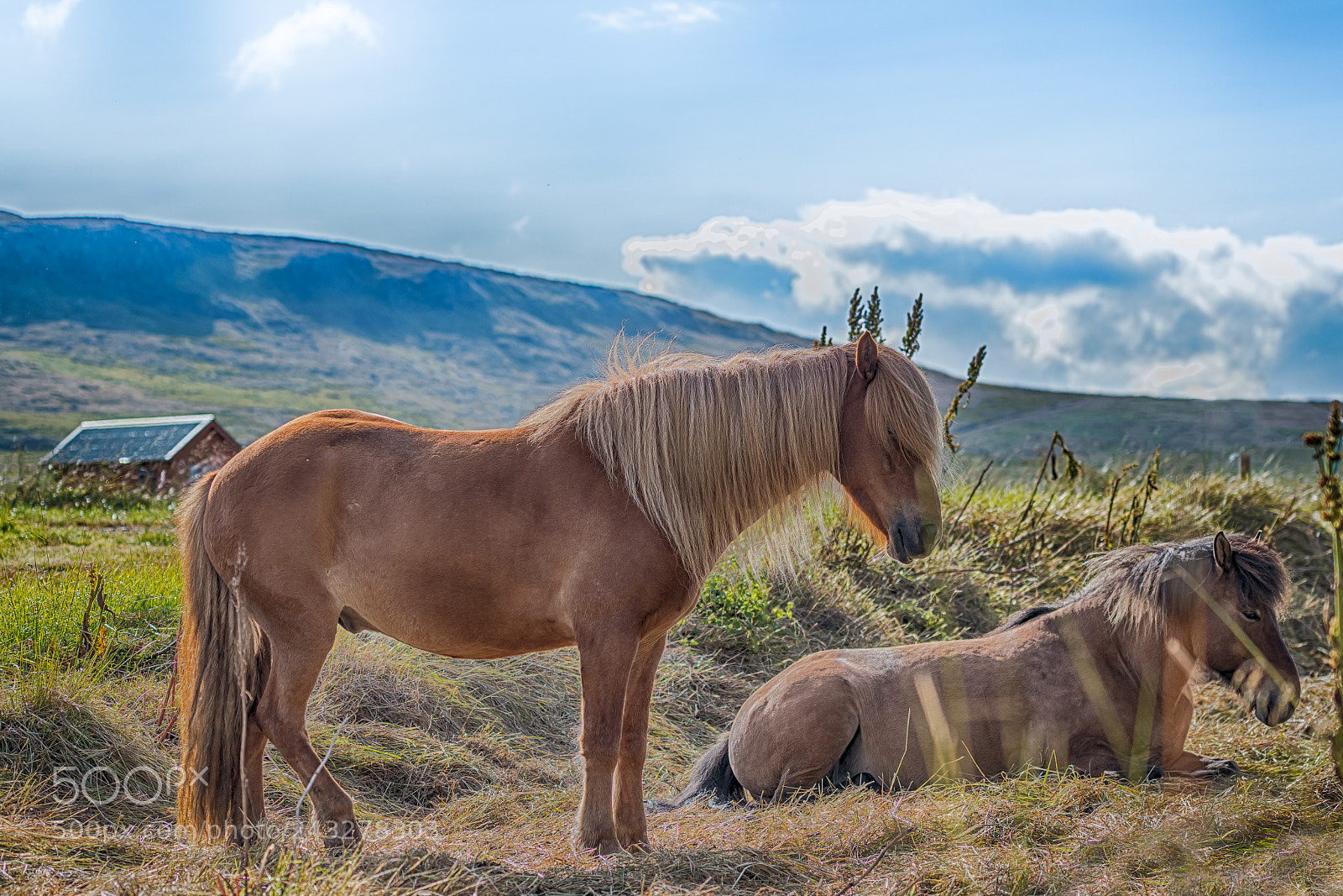 Nikon D500 sample photo. Icelandic horse in iceland photography