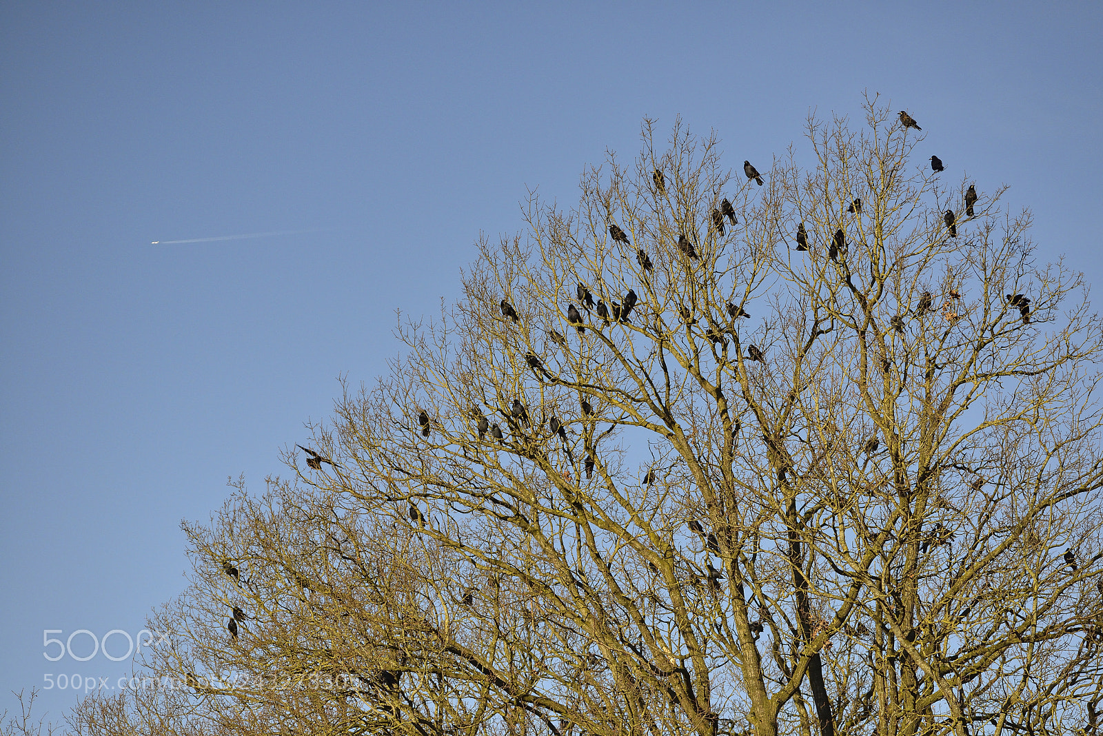 Nikon D800E sample photo. Hoog bezoek @ fluitenberg photography