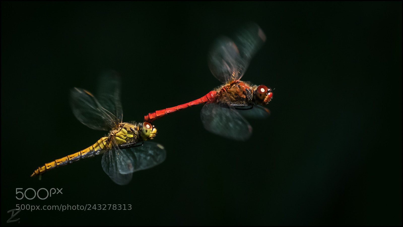 Canon EOS 7D Mark II sample photo. Blutrote heidelibellen - ruddy photography