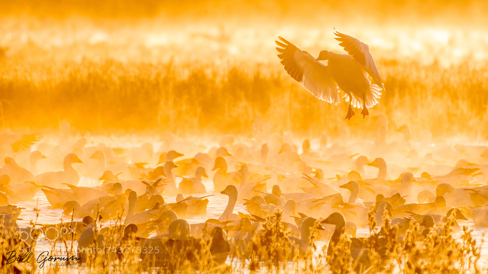 Nikon D500 sample photo. Snow geese in the photography