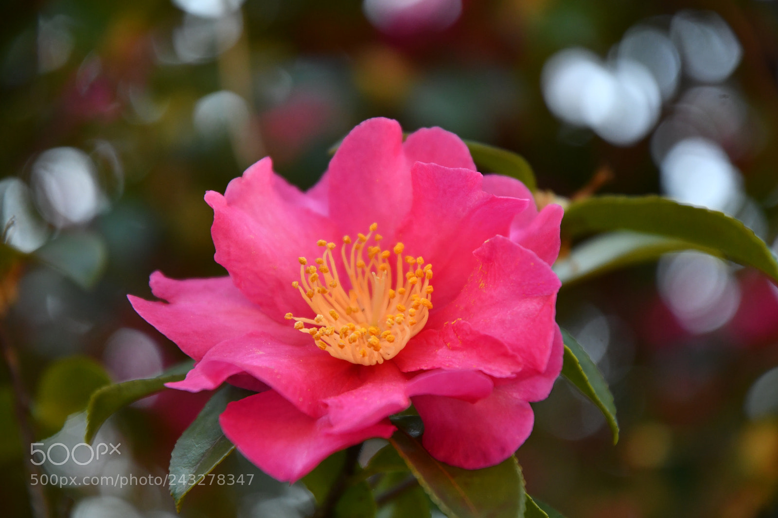 Nikon D500 sample photo. Camellia photography