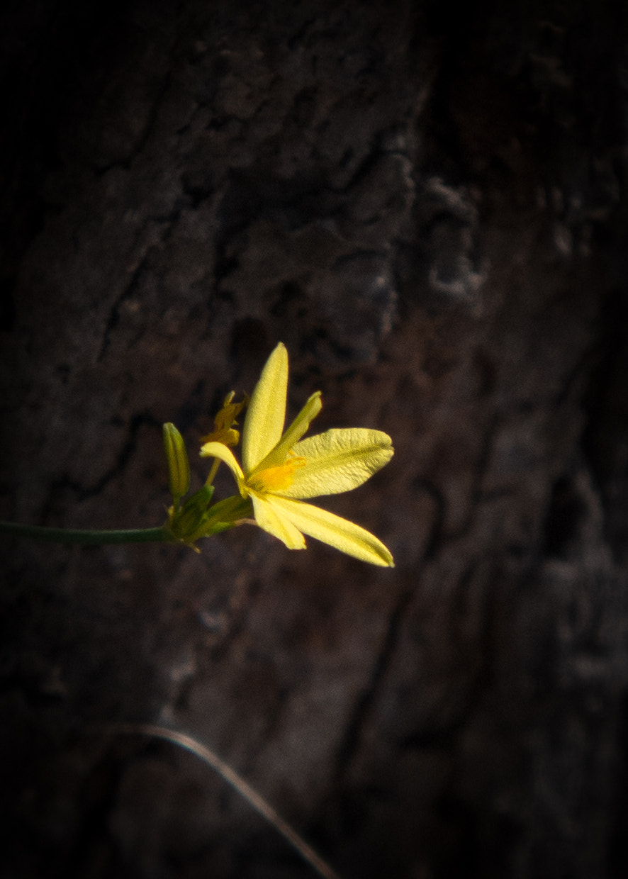 Leica D-Lux 6 sample photo. Yellow stinkweed photography