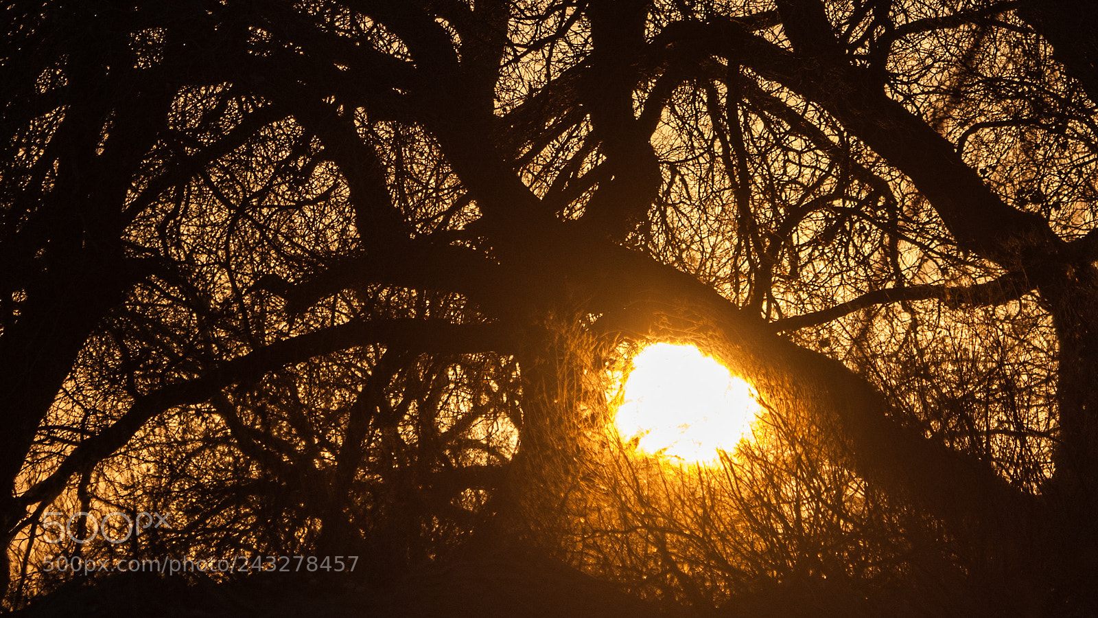 Nikon D3X sample photo. Strange woods photography