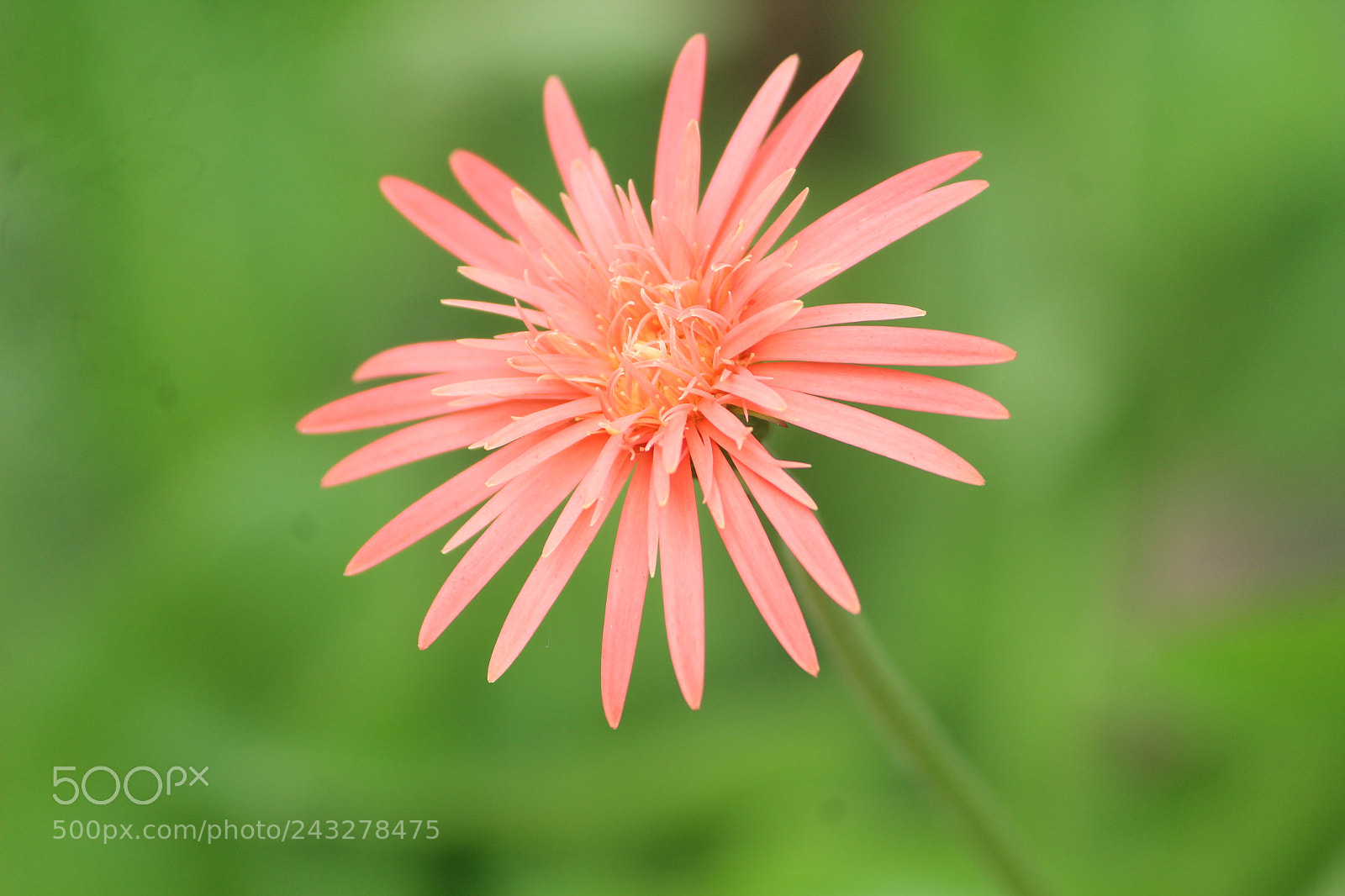 Canon EF-S 55-250mm F4-5.6 IS II sample photo. Untitled photography