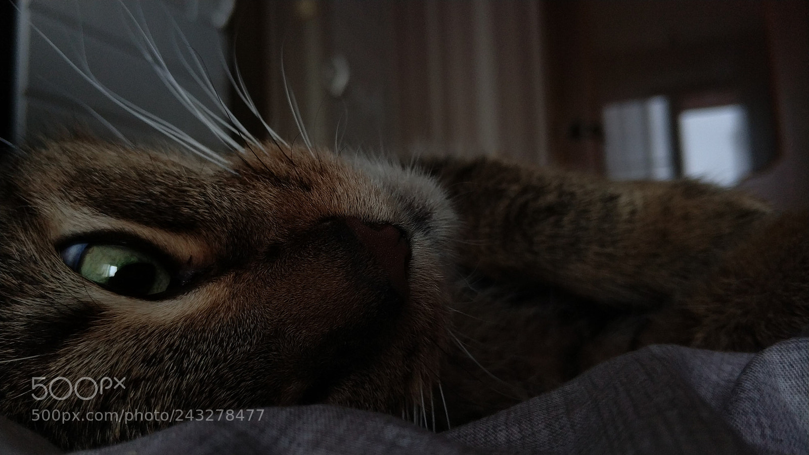 Xiaomi MI6 sample photo. Untitled photography