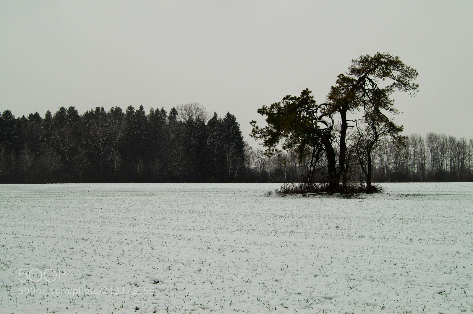 Sony SLT-A58 sample photo. Winterfeld photography
