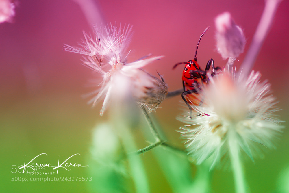 Sony a99 II sample photo. Colours ! photography