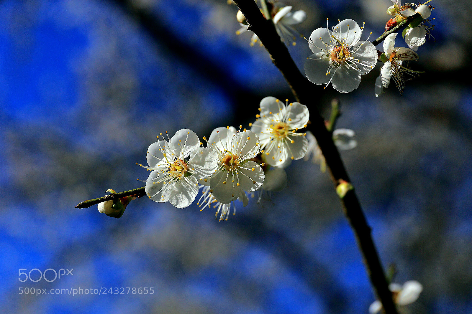 Canon EF 24-70mm F4L IS USM sample photo. 梅花好丰采 photography