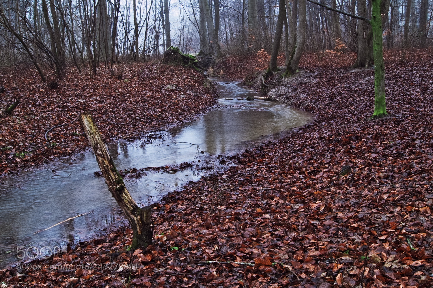 Sony SLT-A58 sample photo. Durch den park photography