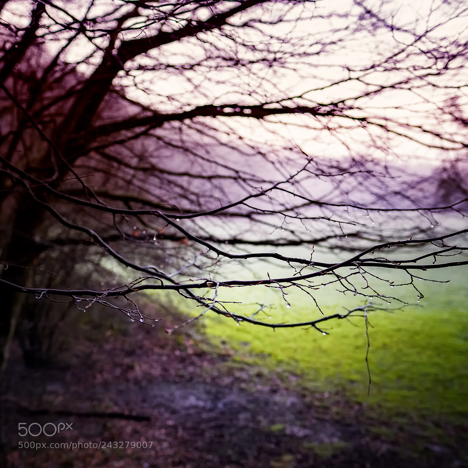 Fujifilm X-Pro1 sample photo. Winter purples photography
