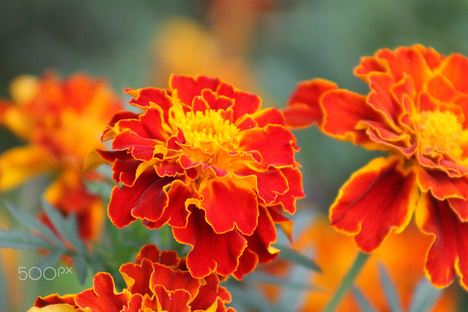 Canon EOS 1100D (EOS Rebel T3 / EOS Kiss X50) + EF75-300mm f/4-5.6 sample photo. Orange flower photography