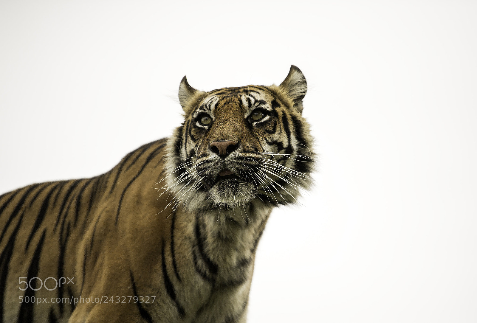 Nikon D5 sample photo. Tiger series photography