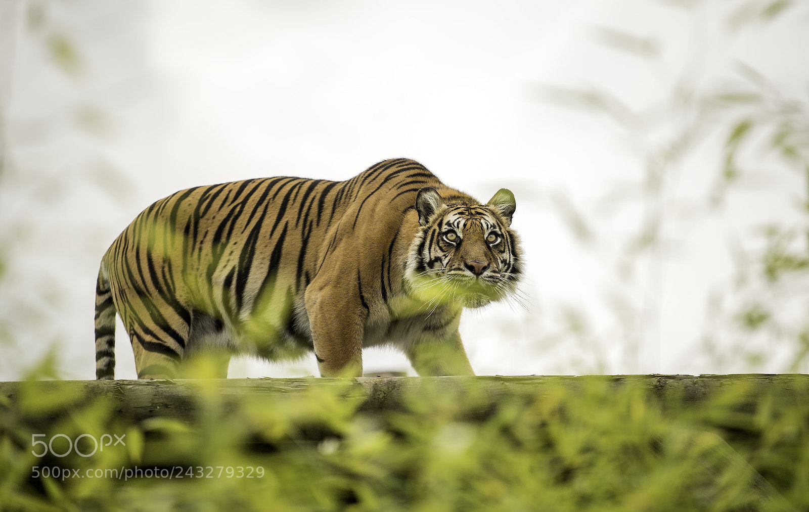 Nikon D5 sample photo. Tiger series photography