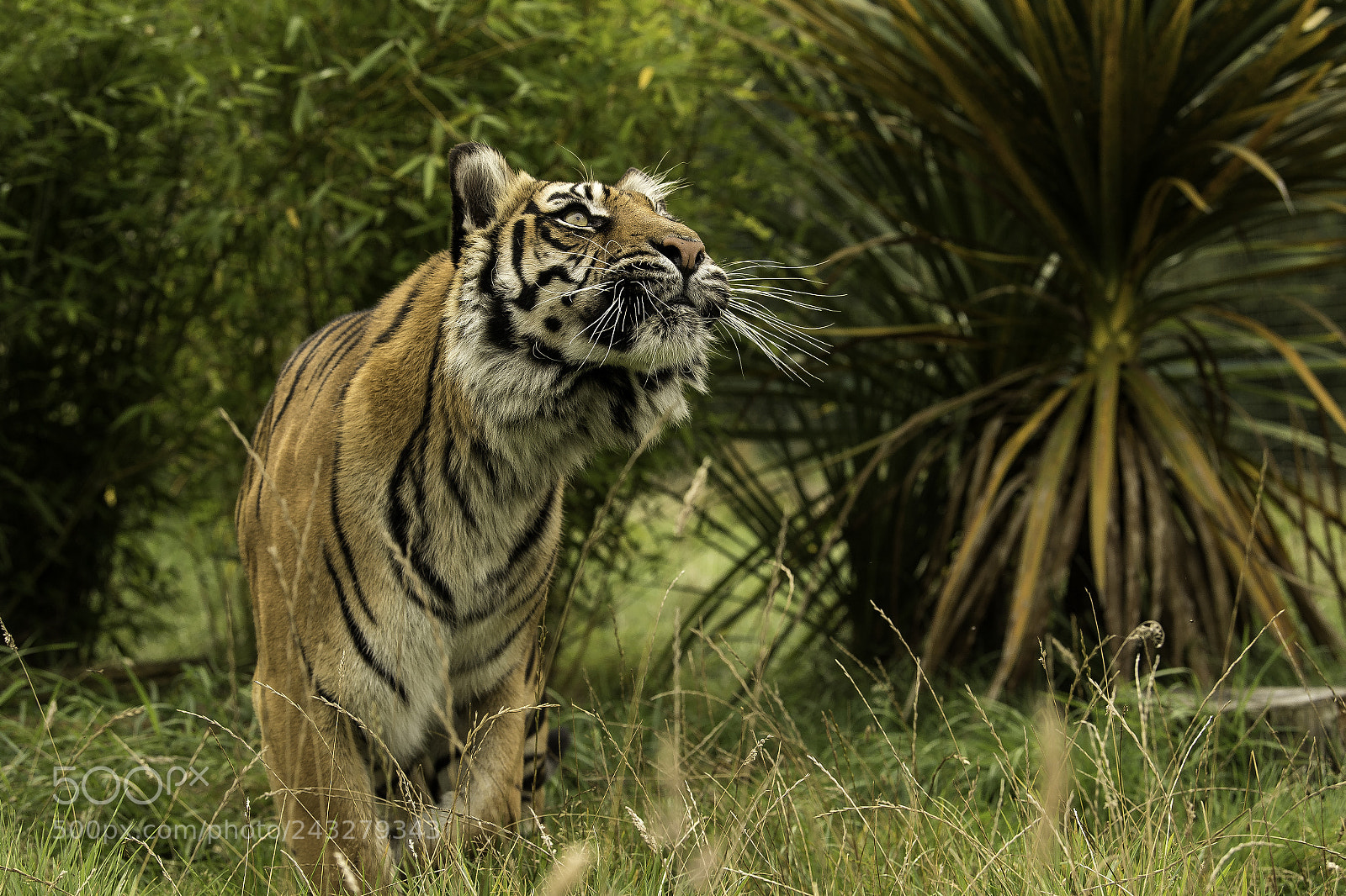 Nikon D5 sample photo. Tiger series photography