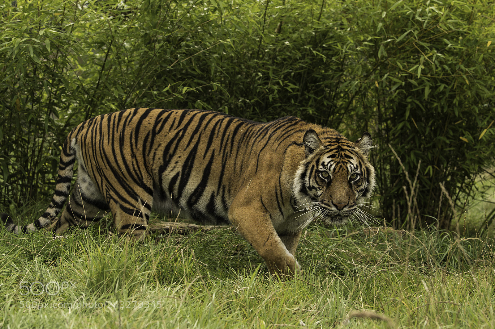 Nikon D5 sample photo. Tiger series photography