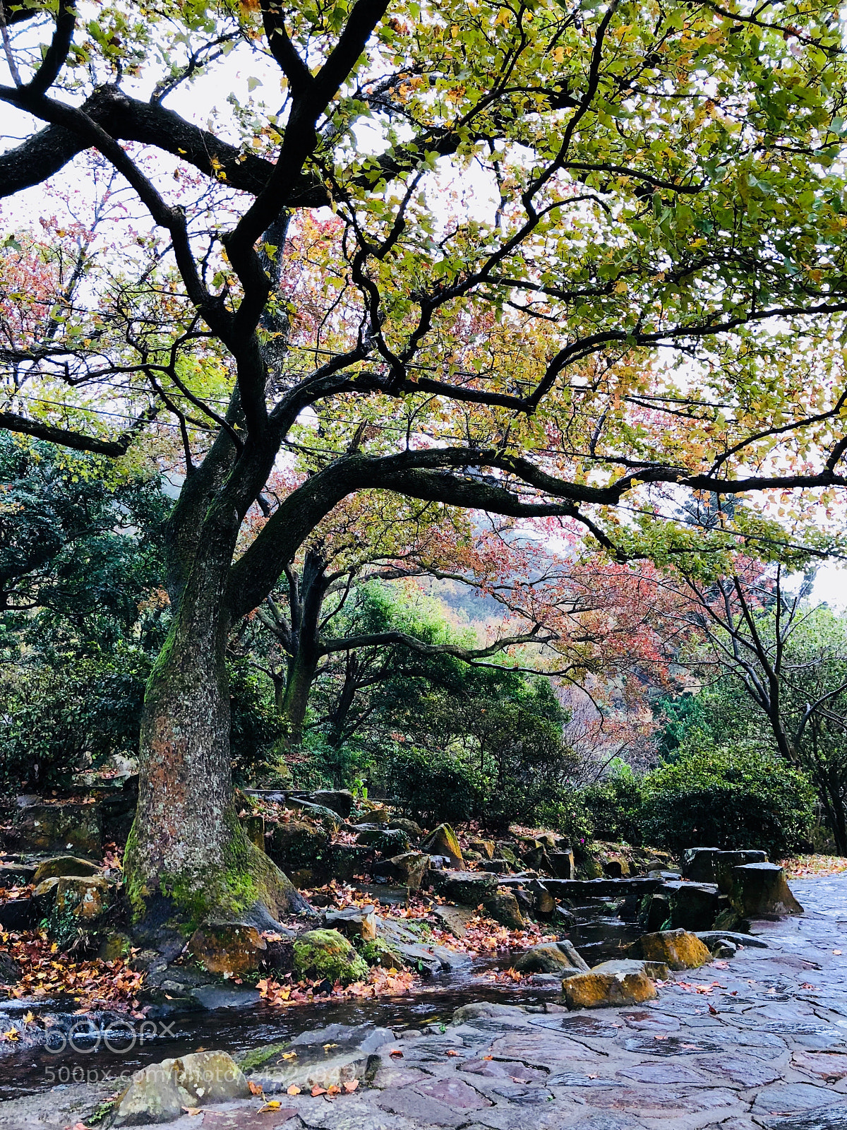 Apple iPhone 8 Plus sample photo. Untitled photography
