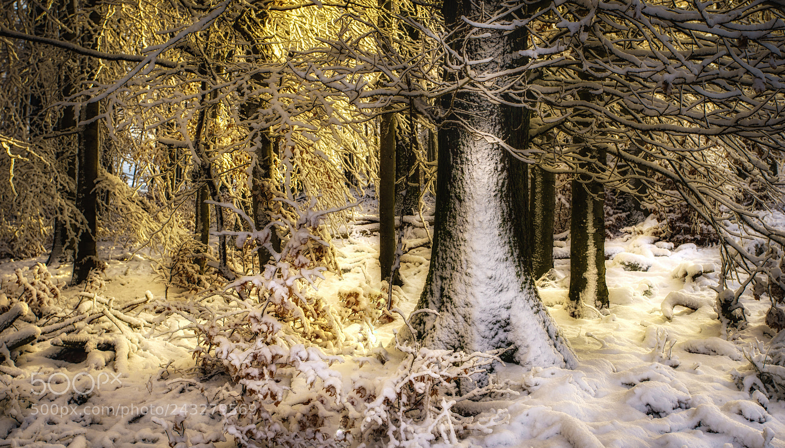 Sony a7 sample photo. Snow & sun photography