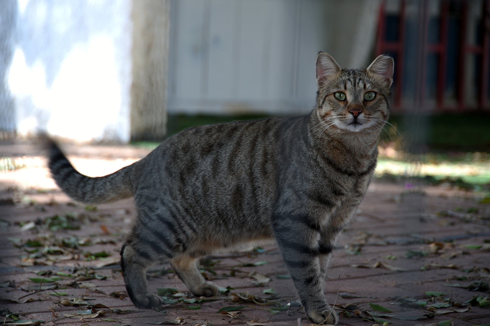 Nikon D4S sample photo. Cat photography