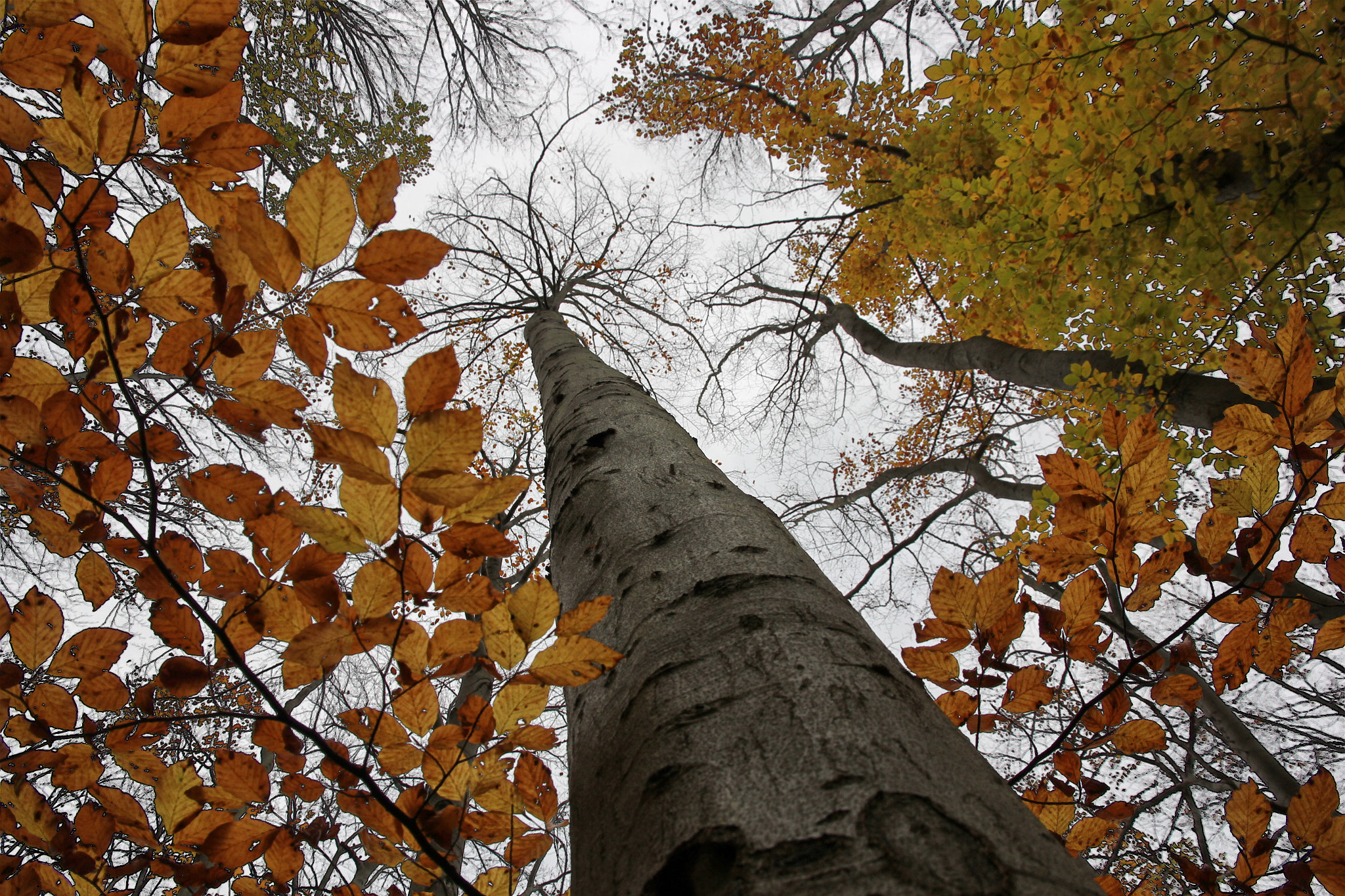 Canon EOS 60D sample photo. Giant tree photography