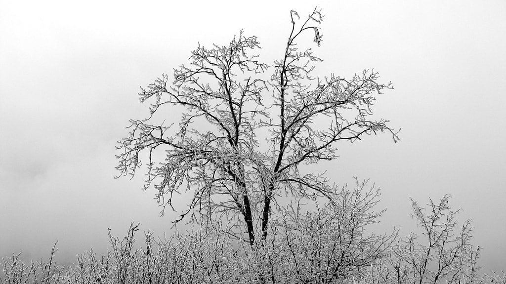 Canon POWERSHOT SX100 IS sample photo. Frozen tree photography